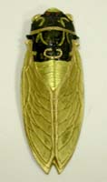 Encre en forme de cigale / Cicada shaped ink